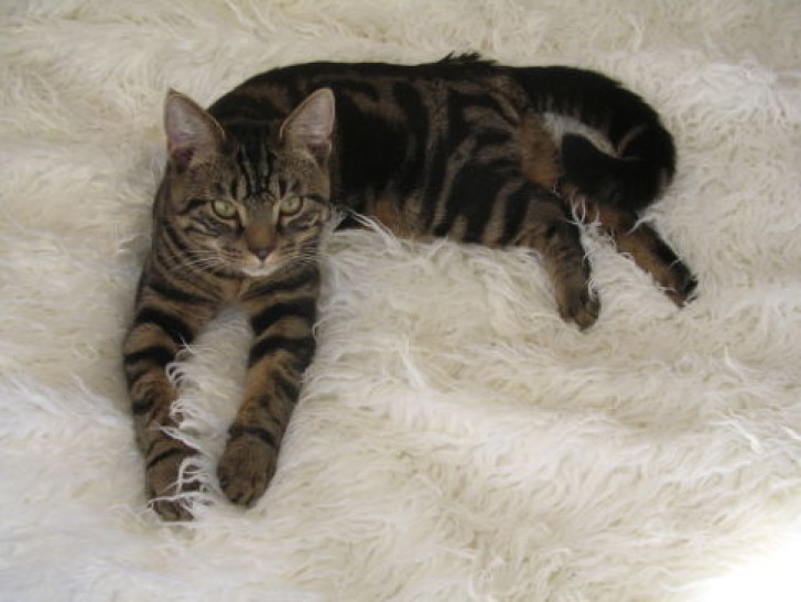 Picture of a cat / kitten / feline