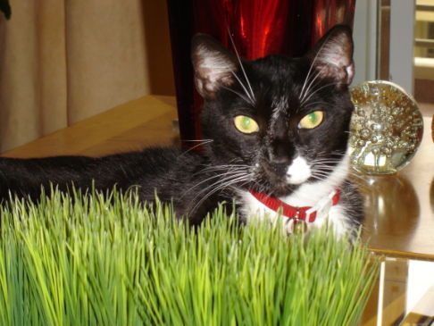 Picture of a cat / kitten / feline