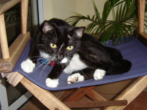 Picture of a cat / kitten / feline