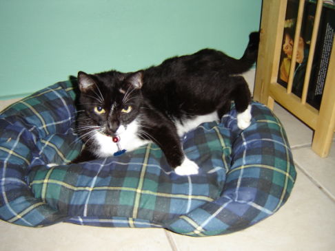 Picture of a cat / kitten / feline