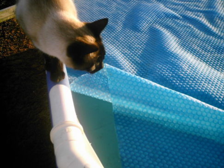 Picture of a cat / kitten / feline