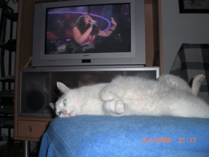 Picture of a cat / kitten / feline