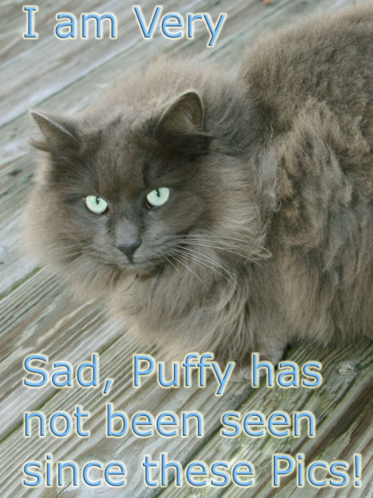 Picture of a cat / kitten / feline