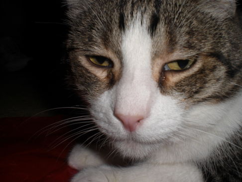 Picture of a cat / kitten / feline