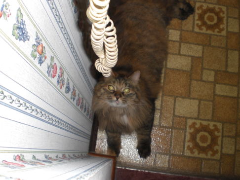 Picture of a cat / kitten / feline