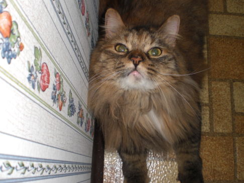 Picture of a cat / kitten / feline