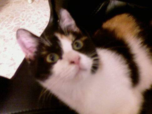 Picture of a cat / kitten / feline