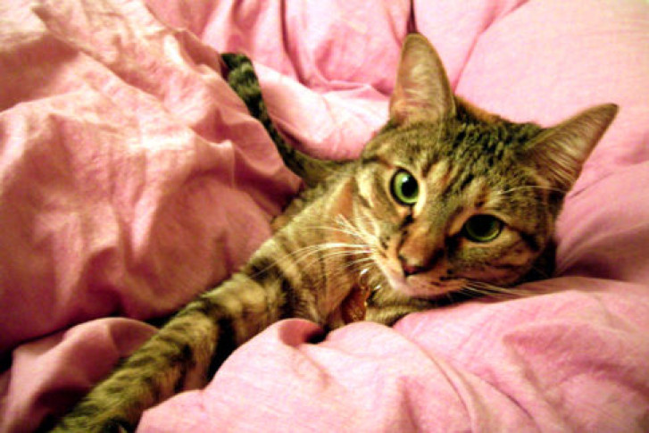 Picture of a cat / kitten / feline