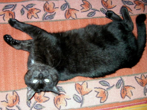 Picture of a cat / kitten / feline