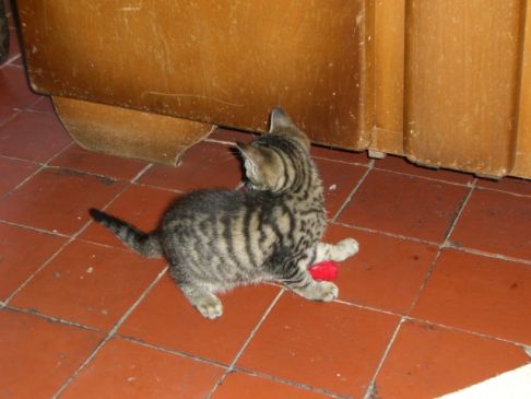 Picture of a cat / kitten / feline