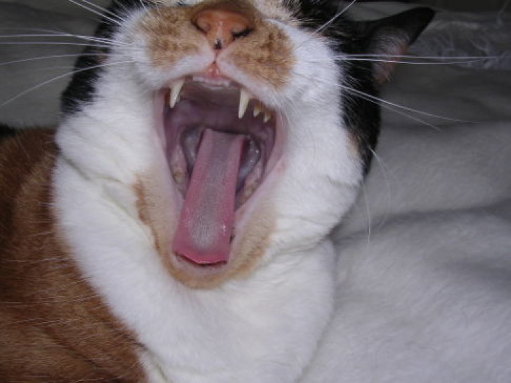 Picture of a cat / kitten / feline