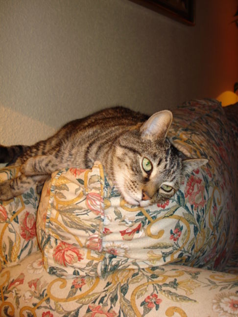 Picture of a cat / kitten / feline