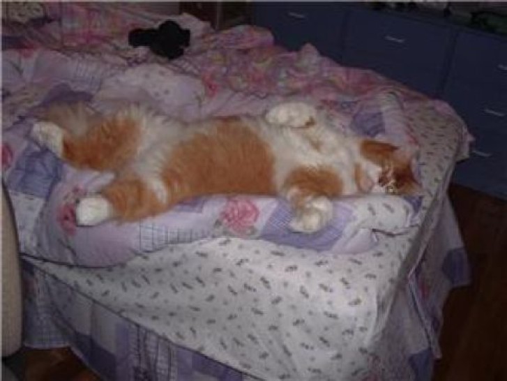 Picture of a cat / kitten / feline