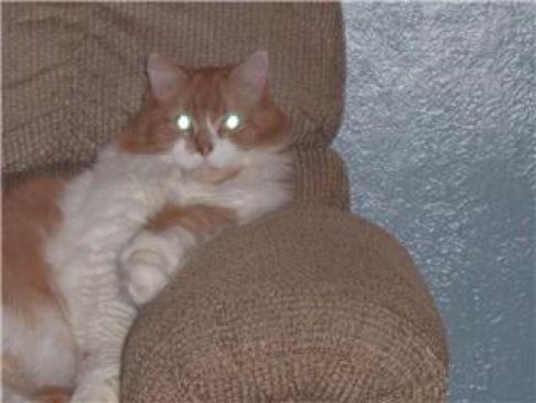 Picture of a cat / kitten / feline