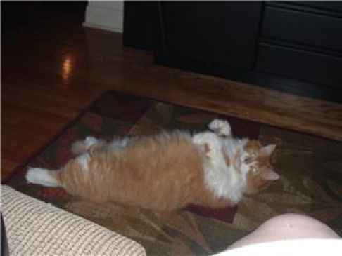 Picture of a cat / kitten / feline