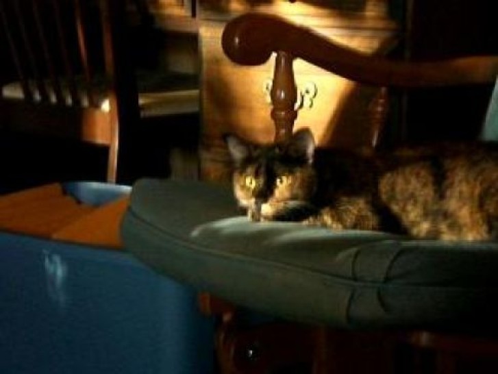 Picture of a cat / kitten / feline