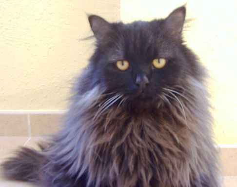 Picture of a cat / kitten / feline