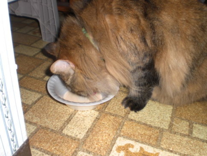 Picture of a cat / kitten / feline