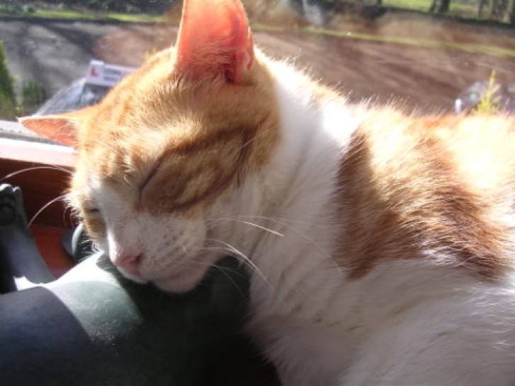 Picture of a cat / kitten / feline