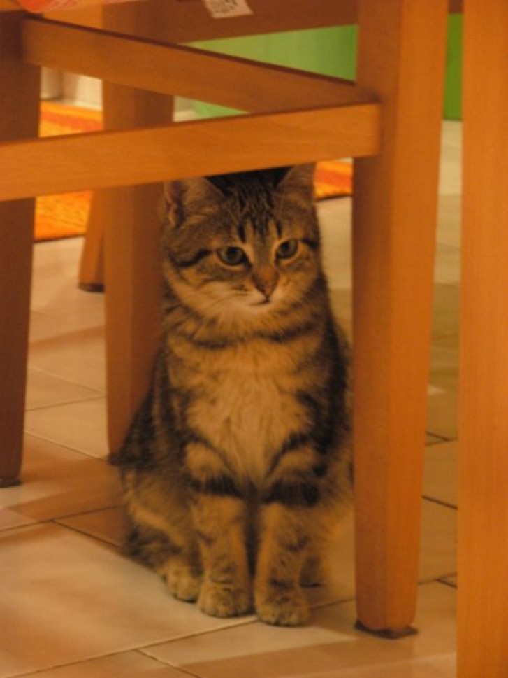 Picture of a cat / kitten / feline