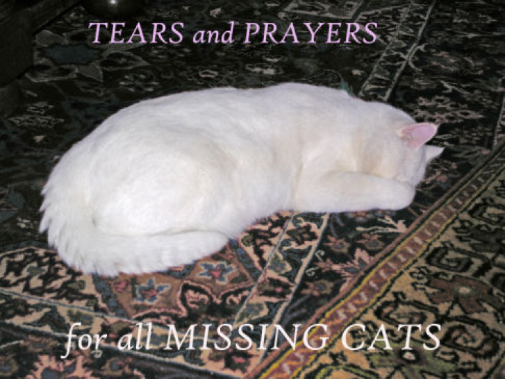 Picture of a cat / kitten / feline