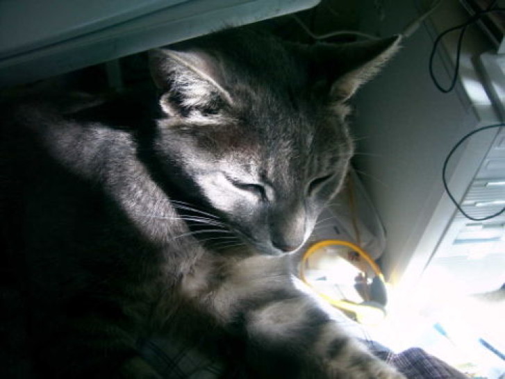 Picture of a cat / kitten / feline