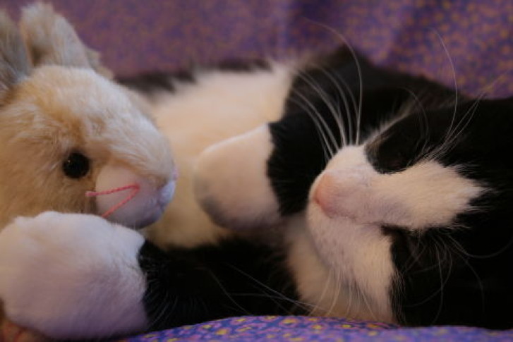 Picture of a cat / kitten / feline