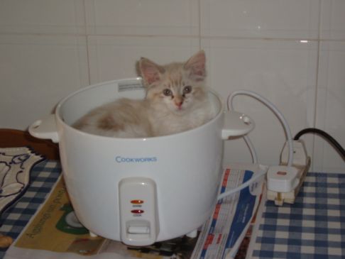 Picture of a cat / kitten / feline