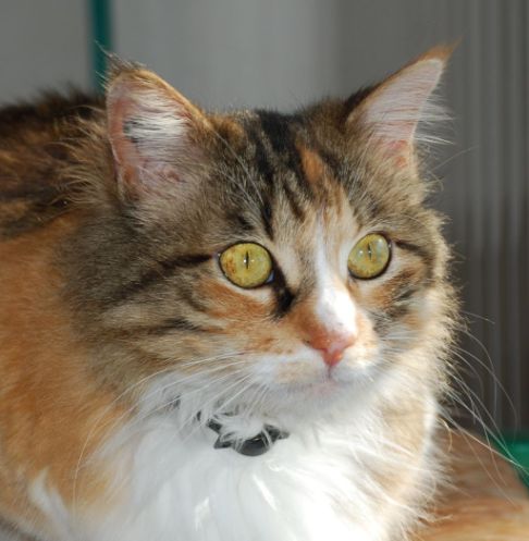 Picture of a cat / kitten / feline