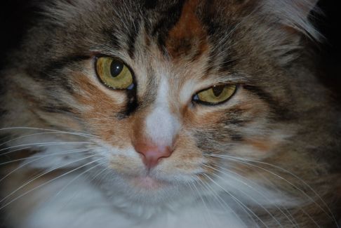 Picture of a cat / kitten / feline