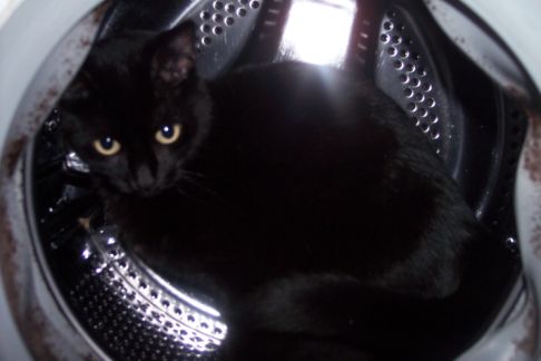 Picture of a cat / kitten / feline