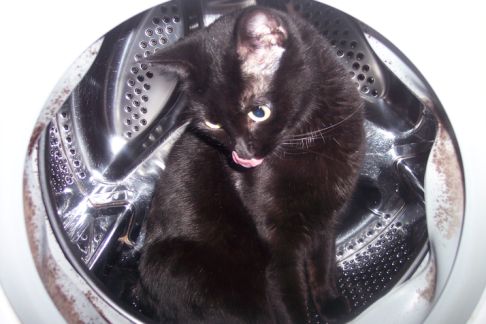 Picture of a cat / kitten / feline