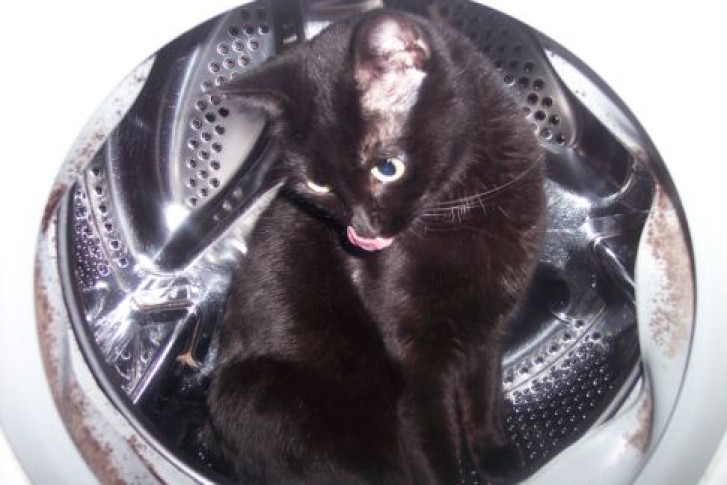 Picture of a cat / kitten / feline