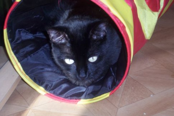 Picture of a cat / kitten / feline