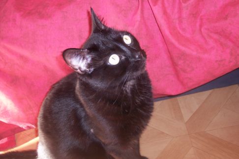 Picture of a cat / kitten / feline