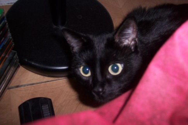 Picture of a cat / kitten / feline