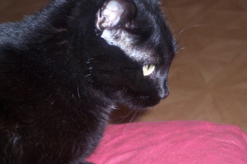 Picture of a cat / kitten / feline