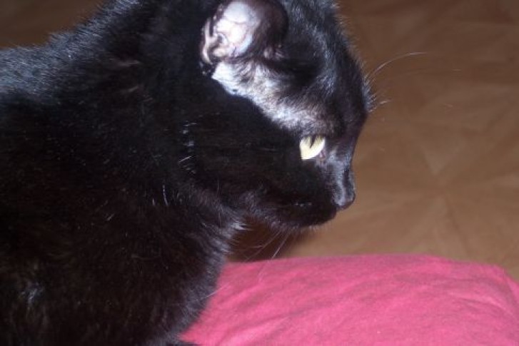 Picture of a cat / kitten / feline