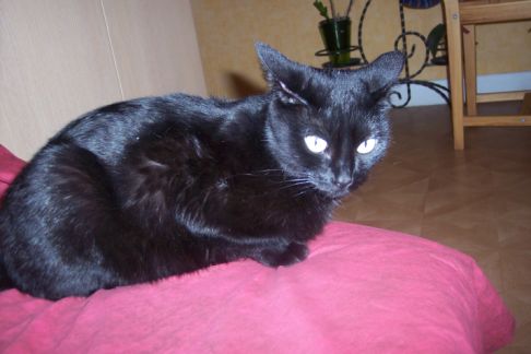 Picture of a cat / kitten / feline