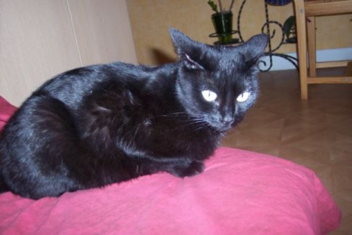 Picture of a cat / kitten / feline