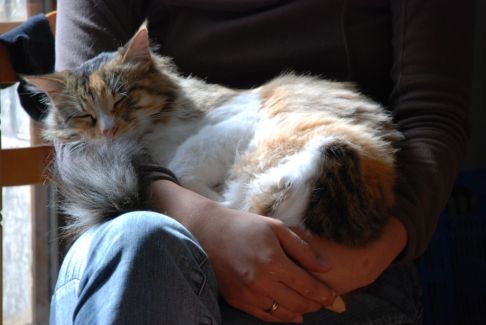 Picture of a cat / kitten / feline