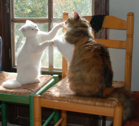 Picture of a cat / kitten / feline