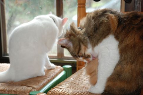 Picture of a cat / kitten / feline