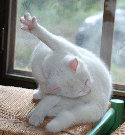 Picture of a cat / kitten / feline