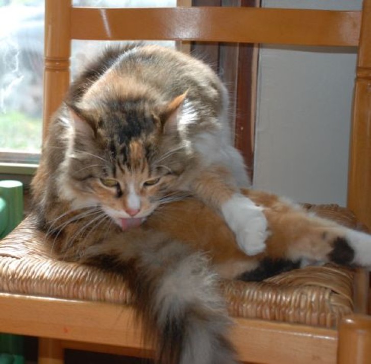 Picture of a cat / kitten / feline