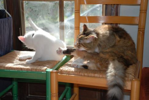 Picture of a cat / kitten / feline