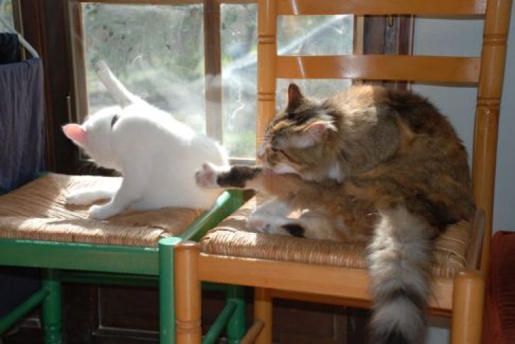 Picture of a cat / kitten / feline