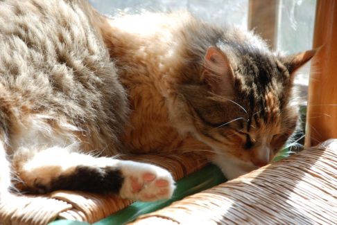 Picture of a cat / kitten / feline