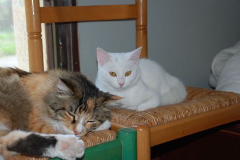 Picture of a cat / kitten / feline