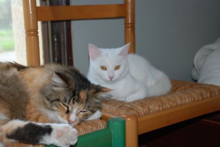 Picture of a cat / kitten / feline